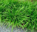 Carex Irish Green | Zegge | Chemievrij, Vaste plant, Siergrassen, Ophalen of Verzenden, Halfschaduw