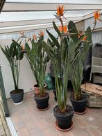 Zeer mooie Strelitzia 2 stuks nog te koop, Tuin en Terras, In pot, Zomer, Overige soorten, Ophalen