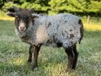 Skudde ram te koop, Dieren en Toebehoren, Schapen, Geiten en Varkens, Mannelijk, Schaap