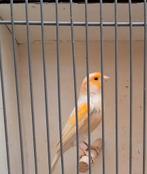 Kanarie man, Dieren en Toebehoren, Vogels | Kanaries, Mannelijk, Kleurkanarie