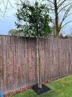 Groenblijvende Leibomen Prunus Novita, Tuin en Terras, Planten | Bomen, Leiboom, Lente, 250 tot 400 cm, Ophalen