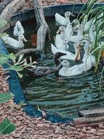 Jonge Indische Loopeenden woerden, Dieren en Toebehoren, Pluimvee, Meerdere dieren, Eend