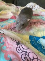 2 tamme ratten nog geen half jaar oud! Evt. Met kooi., Dieren en Toebehoren, Knaagdieren, Rat, April, Mannelijk, Tam