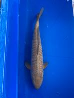 Chagoi 45cm, Dieren en Toebehoren, Vissen | Vijvervissen, Karper of Koi