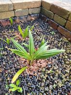 Trachycarpus Fortunei zaden (winterhard) 100 voor 5 euro, Ophalen of Verzenden, Voorjaar, Volle zon, Zaad