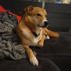 Teefje 3 jaar, carolina hond, Teef, Groot, Eén hond, 3 tot 5 jaar