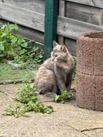 Gratis poes 2,5 jaar, Dieren en Toebehoren, Katten en Kittens | Overige Katten, Poes