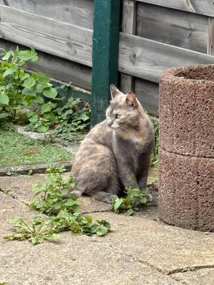 Gratis poes 2,5 jaar, Dieren en Toebehoren, Katten en Kittens | Overige Katten, Poes