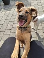 Lieve Pup Mindy is te bezoeken in België, Dieren en Toebehoren, Honden | Niet-rashonden, Particulier, Rabiës (hondsdolheid), Teef