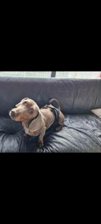 Isabel teckel reu, Reu, 1 tot 2 jaar, Korthaar, Dwerg