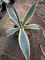 Agave Americana, Tuin en Terras, Planten | Tuinplanten, Ophalen of Verzenden, Bloeit niet, Overige soorten, Volle zon