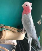 Kaketoe (Rozé/Australisch) Compleet, tam, vrouw,Pre Pairing, Dieren en Toebehoren, Vogels | Parkieten en Papegaaien, Vrouwelijk