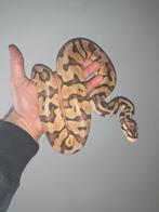 0.1 super pastel dh clown pied nk 23, Slang, 0 tot 2 jaar