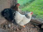 Prachtige wyandotte kriel hennetjes, Dieren en Toebehoren, Pluimvee, Vrouwelijk, Kip
