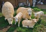 Texel schapen,  tuinbeelden, Tuin en Terras, Tuinbeelden, Ophalen, Nieuw, Kunststof, Dierenbeeld