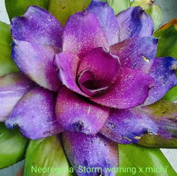 Spectaculaire Bromelia's, ruime keuze  beschikbaar voor biedingen