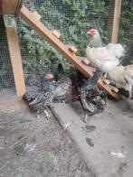 Barnevelder kriel kippen kip hennen 4 stuks, Dieren en Toebehoren, Vrouwelijk, Kip