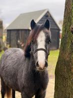 Prachtige lieve makke welsh A merrie., Merrie, 0 tot 2 jaar, A pony (tot 1.17m), Onbeleerd