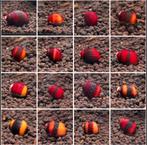 Neritina Waigiensis | Aquarium slakken - slak, Dieren en Toebehoren, Slak of Weekdier, Zoetwatervis