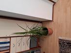 Drakenbloedboom, Huis en Inrichting, Kamerplanten, Ophalen of Verzenden, Overige soorten, Minder dan 100 cm