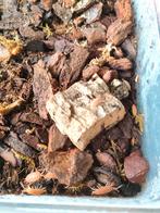 Porcellio pruinosus "powder orange" isopods, Overige soorten