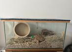 Terrarium/hamsterhok/hamsterkooi/aquarium, Dieren en Toebehoren, Minder dan 60 cm, Gebruikt, Ophalen of Verzenden, 75 tot 110 cm