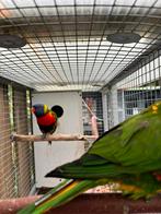 Koppel lori lorie lories van de blauwe bergen, Dieren en Toebehoren, Vogels | Parkieten en Papegaaien, Meerdere dieren, Papegaai