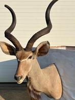 Twee Kudu's in Prachtige Staat, Ophalen, Zo goed als nieuw, Wild dier, Gewei of Kop