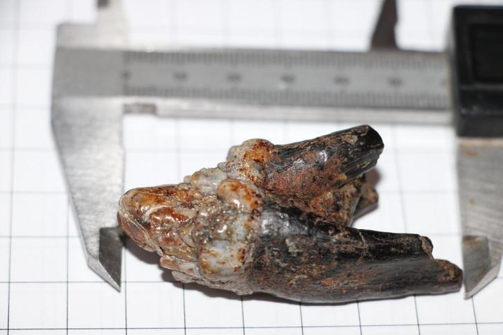 Nijlpaard tandje, Verzamelen, Mineralen en Fossielen, Fossiel, Ophalen of Verzenden