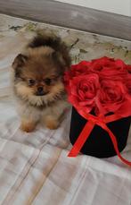 Pomeriaan Teefjes Pups, Dieren en Toebehoren, Honden | Chihuahua's en Gezelschapshonden, Overige rassen, Teef, Eén hond, Nederland