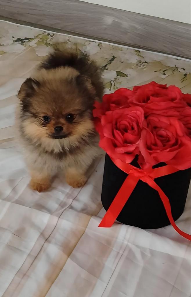 Pomeriaan Teefjes Pups, Dieren en Toebehoren, Honden | Chihuahua's en Gezelschapshonden, Teef, Overige rassen, Particulier, Eén hond