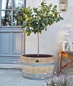 Houten Kuipen | Bloembakken | voor Olijfboom | Fruitboom