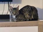 Felis Savannah f2 kater, Dieren en Toebehoren, Kater