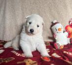 Zwitserse Witte Herder pups, Dieren en Toebehoren, België, Particulier, Rabiës (hondsdolheid), 8 tot 15 weken