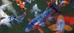 3 koi karpers GRATIS ophalen, Karper of Koi