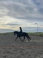 Merrie te koop! Paard te koop!, Dieren en Toebehoren, Paarden, Merrie, B, Gechipt, Dressuurpaard