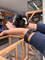 Te koop super leuke jonge cavia's mannetjes, Dieren en Toebehoren, Knaagdieren, September, Mannelijk, Cavia