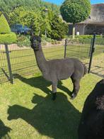 Mooie zwarte alpaca merrie, Januari, Vrouwelijk