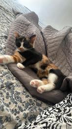 Kitten 9-10 weeks, Poes