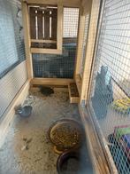 Chineze kwartels, Dieren en Toebehoren, Ophalen