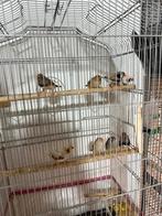 Zebravink, Dieren en Toebehoren, Vogels | Overige Vogels, Meerdere dieren