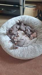 Sphynx Canadees kittens, Met stamboom