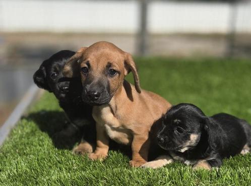 Te koop leuk kruising teckel pups ( tekkel), Dieren en Toebehoren, Honden | Niet-rashonden, Klein, Meerdere dieren, Fokker | Professioneel