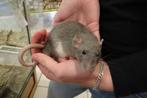 Erg tamme ratjes., Dieren en Toebehoren, Knaagdieren, Meerdere dieren, Rat, Na 1 juli 2024, Tam