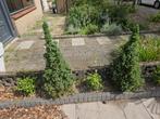 2 kerstboompjes, Tuin en Terras, Planten | Tuinplanten, Ophalen of Verzenden, Zomer, Volle zon