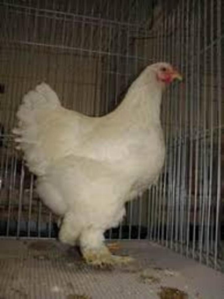 Grote hanen - Middel grote Hanen - Krielhanen..............., Dieren en Toebehoren, Pluimvee, Kip, Mannelijk