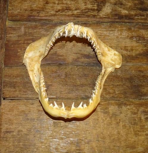 haaienkaak met haaientanden kaak van haai, Antiek en Kunst, Curiosa en Brocante, Ophalen