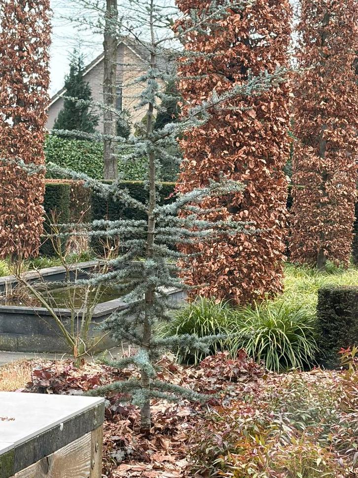 Blauwe Ceder (Cedrus libani 'Glauca') 250 cm hoog! AFHAAL!!, Tuin en Terras, Planten | Bomen, Overige soorten, Volle zon, Ophalen