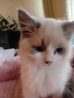 Te koop: 4 prachtige Ragdoll kittens (Blue Point, Bicolor), Dieren en Toebehoren, Meerdere dieren, Gechipt, 0 tot 2 jaar