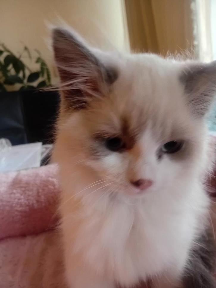 Te koop: 4 prachtige Ragdoll kittens (Blue Point, Bicolor), Dieren en Toebehoren, Katten en Kittens | Raskatten | Langhaar, Meerdere dieren